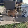 Bobby, unser süßer Schmusehund