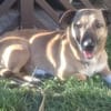 Bobby, unser süßer Schmusehund