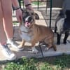 Bobby, unser süßer Schmusehund
