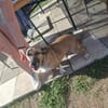 Bobby, unser süßer Schmusehund