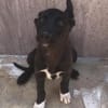 Estrella mit 5 Geschwistern ungewollt Al