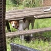 💕Cleo💕sucht ihre Menschen🐾💕🐾