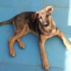 Bella lieber Welpe sucht Sie Ho