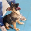 Bella lieber Welpe sucht Sie Ho