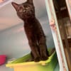 Jumpy [Chaton]
