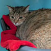 LILI (réservée) QCT