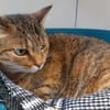 LILI (réservée) QCT