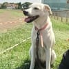 LILOU