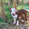 YELLOW le petit bellot