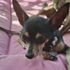 ZIGGY le petit pinscher