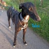Talco liebenswerter junger Galgo 6/24 DE