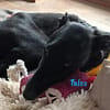 Talco liebenswerter junger Galgo 6/24 DE