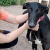 Talco liebenswerter junger Galgo 6/24 DE