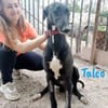 Talco liebenswerter junger Galgo 6/24 DE