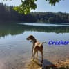 Cracker treuer Begleiter 10/21 DE PS