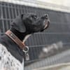 Onyx  Ein 6er im Lotto