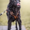Girica kroatischer Schäferhund Hündin