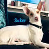 Suker freundlich und verschmust 03/21 DE