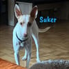 Suker freundlich und verschmust 03/21 DE