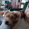Lustiger BENJI sucht Für-Immer-Zuhause