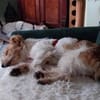 Lustiger BENJI sucht Für-Immer-Zuhause