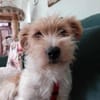 Lustiger BENJI sucht Für-Immer-Zuhause