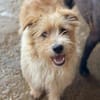Lustiger BENJI sucht Für-Immer-Zuhause