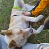 🆘 HERMES in 23847 sucht DRINGEND🆘