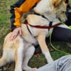 🆘 HERMES in 23847 sucht DRINGEND🆘