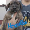 5 Hundekinder  ca 30-40 cm