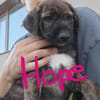 5 Hundekinder  ca 30-40 cm