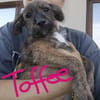 5 Hundekinder  ca 30-40 cm