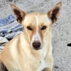 Charly4 sucht ein Zuhause