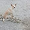 Charly4 sucht ein Zuhause