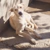 Charly4 sucht ein Zuhause
