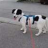 Süße Josie 1,5 Jahre 35 cm 9 kg sucht