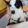 Süße Josie 1,5 Jahre 35 cm 9 kg sucht