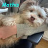 Mathis - anhänglich und aktiv 08/22 DE