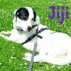 Jiji sanft, ruhig und liebevoll 7/23 DE