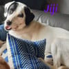Jiji sanft, ruhig und liebevoll 7/23 DE