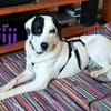 Jiji sanft, ruhig und liebevoll 7/23 DE