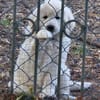 12 Wochen alte Pyrenäenberg-arplaninac