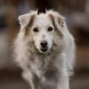 Luna 50 cm ca 9 -10 Jahre