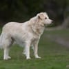 Luna 50 cm ca 9 -10 Jahre