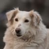 Luna 50 cm ca 9 -10 Jahre