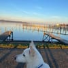 Wunderschöner FLOCKI sucht Zuhause