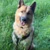Leo10 sucht ein Zuhause