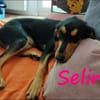 Selina2 aufgeschlossene Hündin 9/24 DE