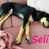 Selina2 aufgeschlossene Hündin 9/24 DE