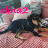 Selina2 aufgeschlossene Hündin 9/24 DE